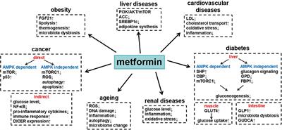 Metformin benefits